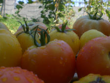 tomato1988